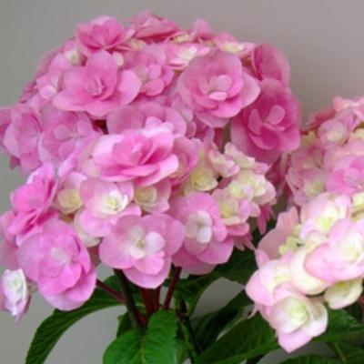 ふるさと納税 筑前町 福岡県育種開発のあじさい[筑紫ルビー]鉢植え 5.5号鉢