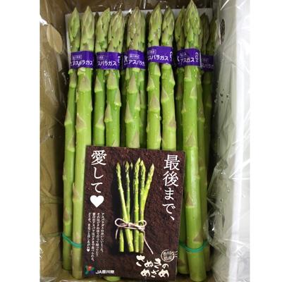 ふるさと納税 三豊市 グリーンアスパラガス(さぬきのめざめ春芽)約1.2kg