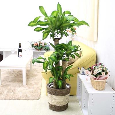 ふるさと納税 筑前町 幸福の木 8号 ストライプバスケット鉢カバー 土の表面:ウッドチップ