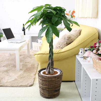 ふるさと納税 筑前町 [2026年3月中旬以降発送]パキラ 7号 ブラウンバスケット鉢カバー