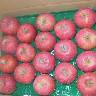 ふるさと納税 村山市 りんご(ふじ) 約5kg(14玉〜18玉)