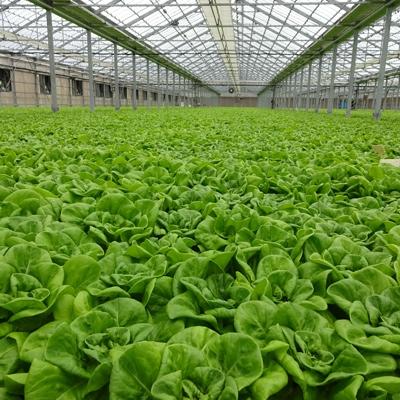 ふるさと納税 世羅町 広島県産　ボストンレタス12個 |  | 01