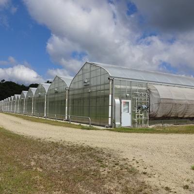 ふるさと納税 世羅町 広島県産　ボストンレタス12個 |  | 02