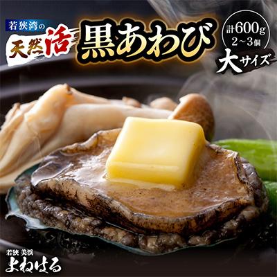 ふるさと納税 美浜町 [金曜日発送]若狭湾の天然活黒アワビ 600g[大サイズ]
