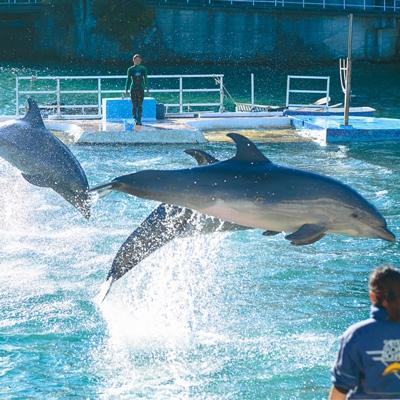 ふるさと納税 下田市 下田海中水族館ペア入場券