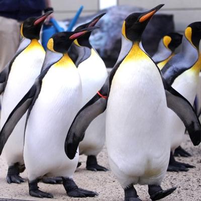 ふるさと納税 下田市 下田海中水族館ペア入場券 |  | 01