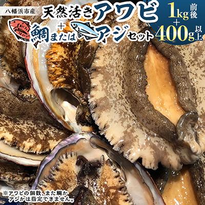 ふるさと納税 八幡浜市 竹中水産の大きめ入り1kg前後「天然活きアワビ(鯛もしくはアジとセット) 」[H22-220]