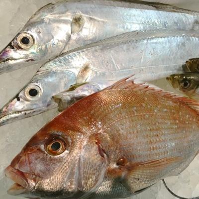 ふるさと納税 八幡浜市 竹中水産の八幡浜発!「魚好きにはたまらない!鮮魚BOX」【F22-135】 |  | 01