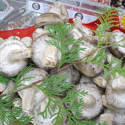 ふるさと納税 廿日市市 トルマリンしいたけ約1kg