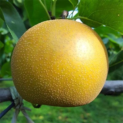 ふるさと納税 八街市 [土屋梨園]千葉県産 梨[幸水]約3kg