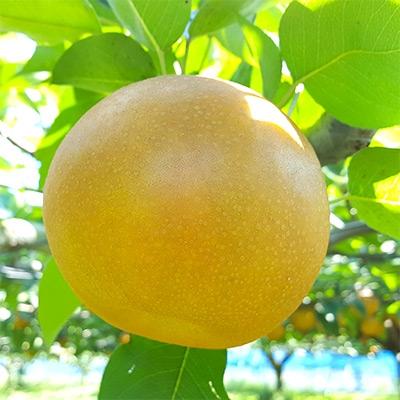 ふるさと納税 八街市 [土屋梨園]千葉県産 梨[新高] 約3kg