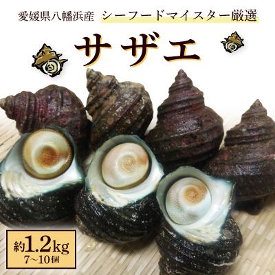 ふるさと納税 八幡浜市 シーフードマイスター厳選 活きサザエ 約1.2kg[C26-9]