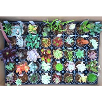 ふるさと納税 有田市 おまかせ　多肉植物40種セット | 