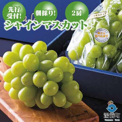 ふるさと納税 湯前町 [先行受付!][くまもと湯前産]朝採り!シャインマスカット(2房)