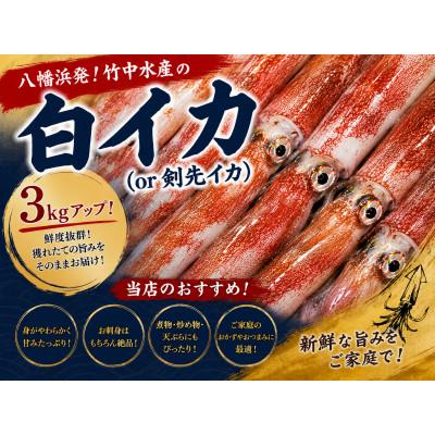 ふるさと納税 八幡浜市 [冷凍便]八幡浜発!「白イカ(剣先イカ)」3.0kg up![H22-209]