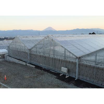 ふるさと納税 南アルプス市 食べ出したら止まらない・おいしい〜甘〜いフルーツトマト「トマ糖-太陽のめぐみ」1kg |  | 03