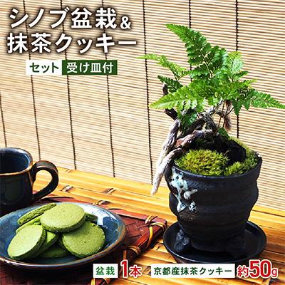 ふるさと納税 久御山町 シノブ盆栽&amp;抹茶クッキーセット