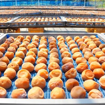 ふるさと納税 御坊市 紀州南高梅 特選A級 白干梅(梅干し)10kg[無添加]_2