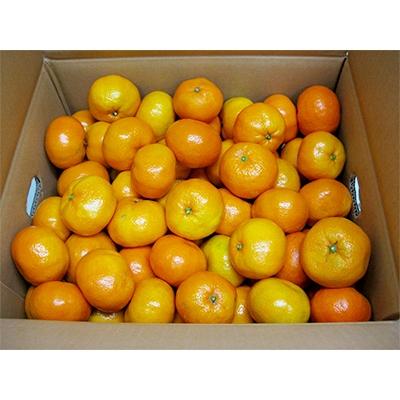 ふるさと納税 三豊市 [マル曽]曽保みかん 約10kg