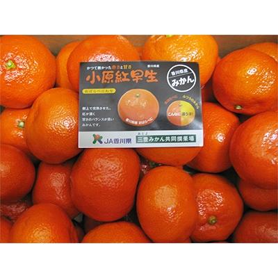 ふるさと納税 三豊市 香川県オリジナル品種「小原紅早生みかん」 約5kg