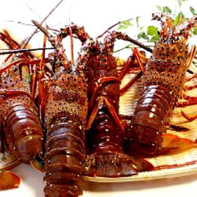 ふるさと納税 須崎市 活〆冷凍伊勢海老[2kg]