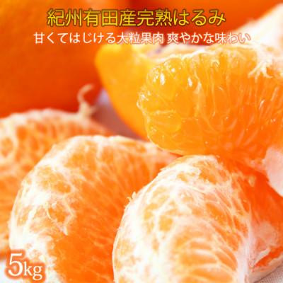 ふるさと納税 湯浅町 果肉ぷりぷり!!完熟はるみ5kg[2026年2月中旬より発送]