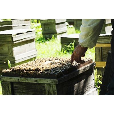 ふるさと納税 訓子府町 北海道産天然はちみつ 菩提樹 1kgの画像