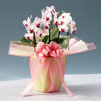 ふるさと納税 糸田町 [厳選]胡蝶蘭ピンクストロベリー3本立ち