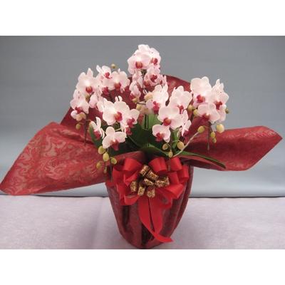 ふるさと納税 糸田町 [厳選]胡蝶蘭ピンクストロベリー5本立