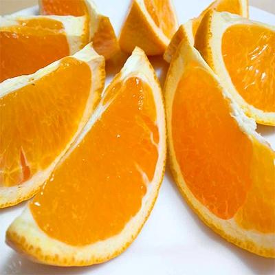 ふるさと納税 湯浅町 蜂久農園の美味しい 蜂久清見オレンジ 約10kg