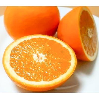 ふるさと納税 湯浅町 初夏の柑橘 バレンシアオレンジ 5kg