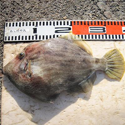 ふるさと納税 湯浅町 船釣り体験!太刀魚またはカワハギ　乗船券(1名様・乗合) |  | 03