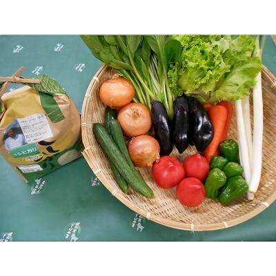 ふるさと納税 芝山町 旬野菜の詰め合わせ 「大地の恵みセット」5〜6種+コシヒカリ2kg[令和7年産]