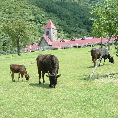 ふるさと納税 新温泉町 「世界農業遺産認定!」黒毛牛の但馬牛すき焼・しゃぶしゃぶ用　(もも300g・バラ200g) |  | 03