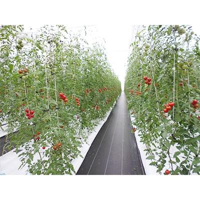 ふるさと納税 南アルプス市 食べ出したら止まらない・おいしい甘いフルーツトマト2kg(フルティカ1.5kg、ティポ0.5kg) |  | 02