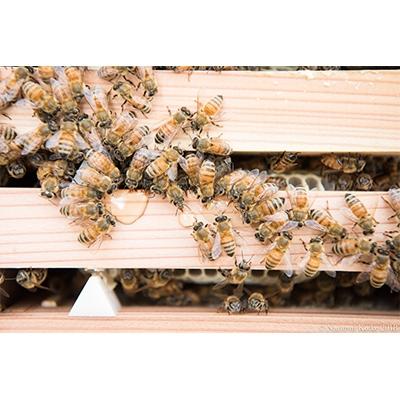 ふるさと納税 瑞浪市 堀養蜂園「自慢のそよご蜜」1kgの画像