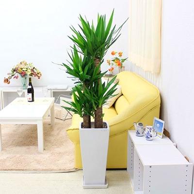 ふるさと納税 筑前町 [青年の木(ユッカ 9号)]ホワイト陶器鉢 Zタイプ