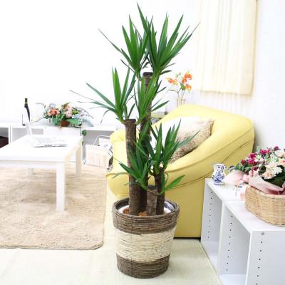 ふるさと納税 筑前町 青年の木(ユッカ) 8号 ストライプバスケット鉢カバー 土の表面:ウッドチップ