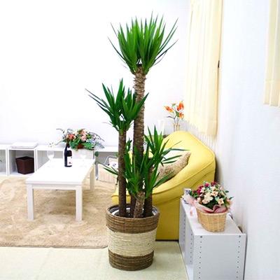 ふるさと納税 筑前町 [2026年1月下旬発送]青年の木(ユッカ)10号 ストライプバスケット鉢カバー