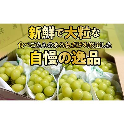 ふるさと納税 南アルプス市 【価額改定】ぶどう「シャインマスカット」2房入り 計約1.2Kg(2025年発送分) |  | 01