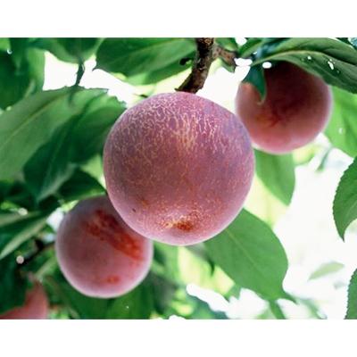 ふるさと納税 南アルプス市 すもも [ 貴陽 ] 大玉 約1.8kg 化粧箱入り (2026年発送分)