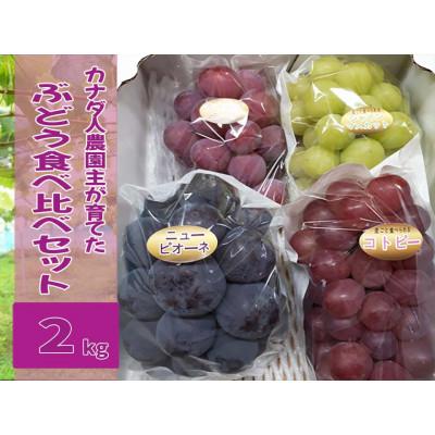 ふるさと納税 世羅町 [カナダ人農園主の真心を込めた]ぶどう食べ比べセット約2kg