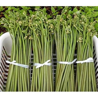 ふるさと納税 横手市 天然わらび(生) 400g×4束