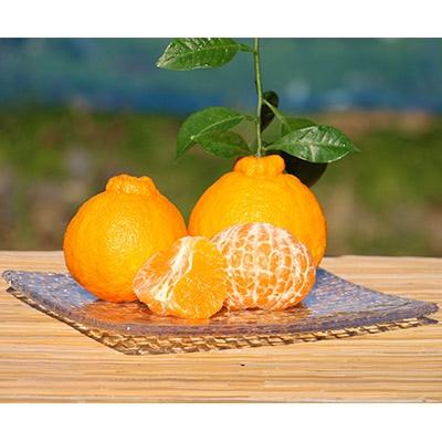 ふるさと納税 玉東町 [緑伸園]加温ハウス栽培 不知火・肥の豊 約2.5kg(5〜9玉)