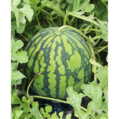 ふるさと納税 横手市 [秋田県横手市産]あきた夏丸すいか2Lサイズ(7〜8kg)×2玉