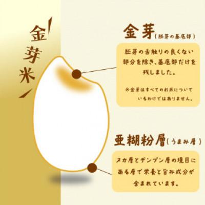ふるさと納税 藤枝市 静岡県産　JAおおいがわ「金芽米5kg(無洗米)」・「JAおおいがわのお茶80g」セット |  | 02
