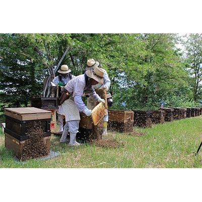 ふるさと納税 横手市 【安士養蜂園】国産自家採集はちみつ3種詰め合わせ(計1800g)の画像