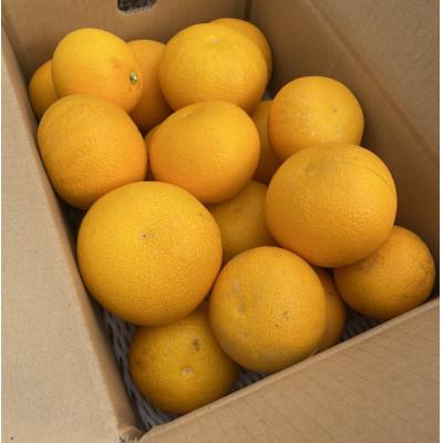 ふるさと納税 湯浅町 2025年2月下旬より発送&lt;先行受付&gt;マルユー園のご家庭用はっさく約6kgサイズ混合