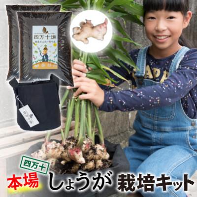 ふるさと納税 四万十町 知育にも人気!本格農業体験しょうが栽培キットFis-A02