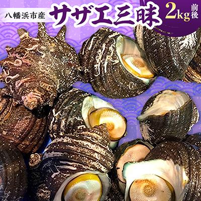 ふるさと納税 八幡浜市 竹中水産の八幡浜発!「サザエ三昧」2kg前後[D22-117]